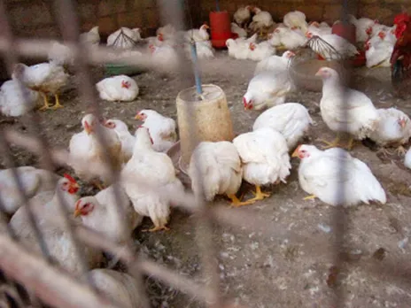 Bird Flu Detected In Maharashtra