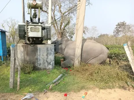 Assam: Wild Elephant Electrocuted In Kaliabor