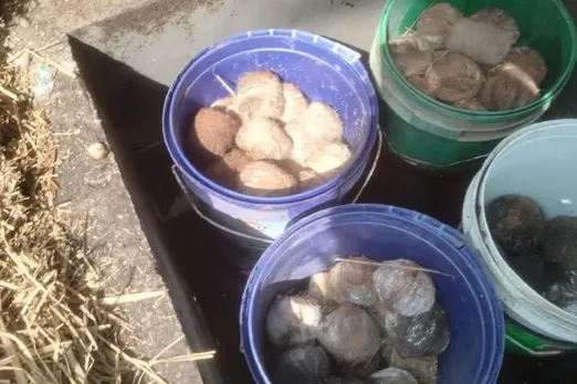 West Bengal Police Recover Crude Bombs In Birbhum