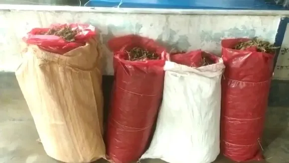 Assam: Huge Amount Of Ganja Seized In Bajali, 2 Held
