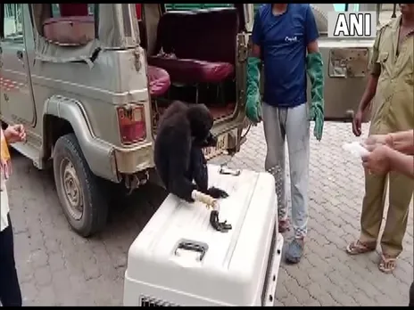 Assam: Injured Hoolock Gibbon Rescued By Forest Officials In Kamrup