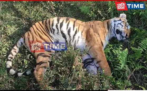 Assam: Tiger Poisoned In Kaziranga, Probe On