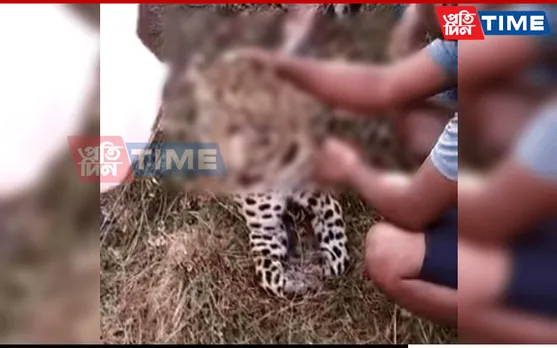 Speeding Car Runs Over Adult Leopard In Dibrugarh