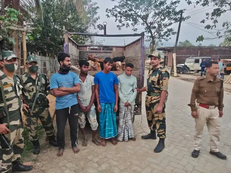Assam: BSF Foils Cattle Smuggling Bid In Cachar