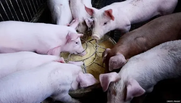 Tripura Reports Cases of African Swine Fever After Mizoram