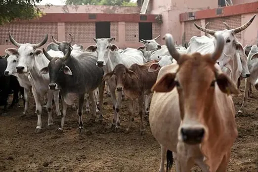 Assam: 45 Cattle Heads Seized In Nagaon, 5 Smugglers Held