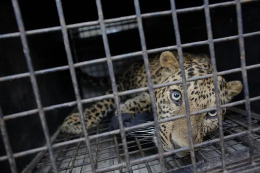 Leopard Caged In Assam's Jorhat
