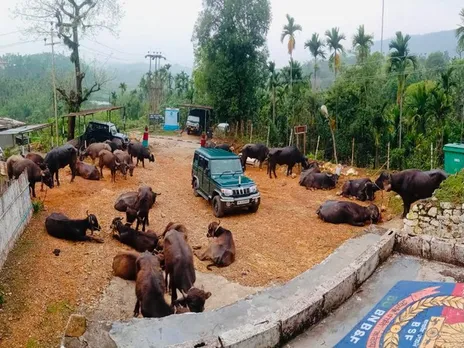 BSF Seizes 45 Cattle Heads In Meghalaya