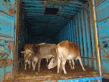 Assam Police Rescue 24 Cattle Heads In Nagaon, 2 Held