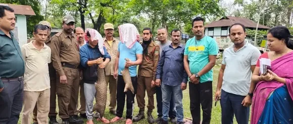 Two Live Pangolins Rescued In Assam's Sonitpur