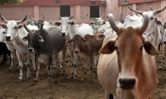 Beef Shortage In Meghalaya As Assam Enacts Cow Protection Law