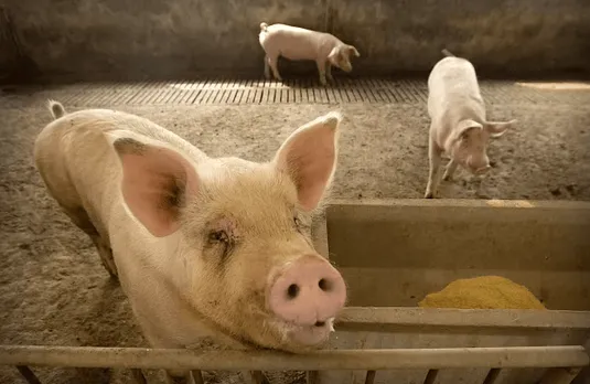African Swine Fever Outbreak Subsiding In Mizoram