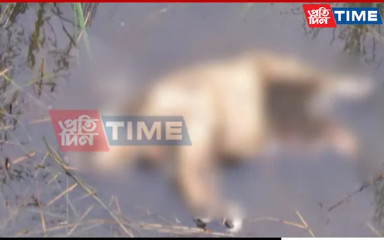 Assam: Carcass Of Rhino Calf Recovered In Orang National Park