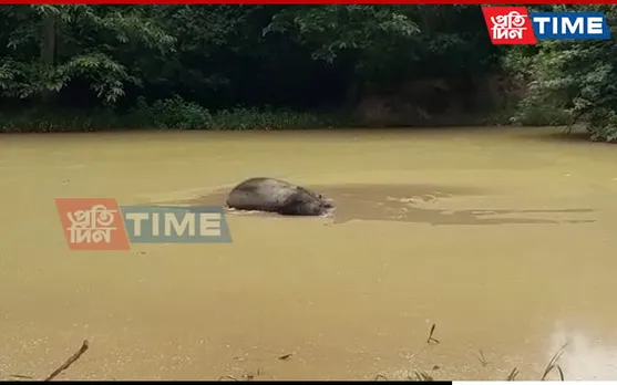 Assam: Elephant Calf Found Dead In Nagaon