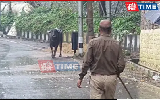 Guwahati: Stray Wild Buffalo Finally Tranquilized, To Be Released In Wild