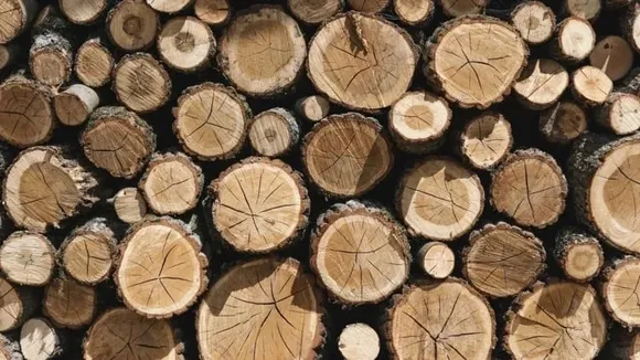 Assam: White Sandalwood Logs Worth Crores Seized In Dabaka, 3 Held