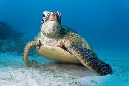 "Slow And Steady Wins The Race": Observing World Turtle Day 2022