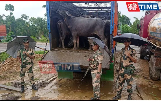 Assam: 19 Buffaloes Rescued by BSF in Cachar 