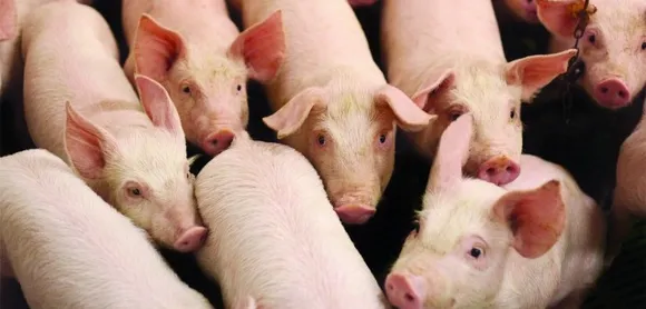 Mizoram To Declare African Swine Fever Outbreak As 'State Disaster'