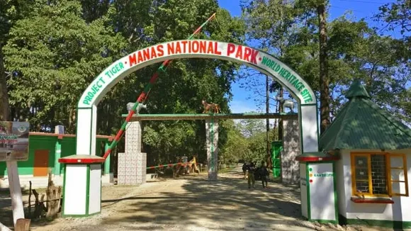 Assam: 10 Pygmy Hogs Released in Manas National Park