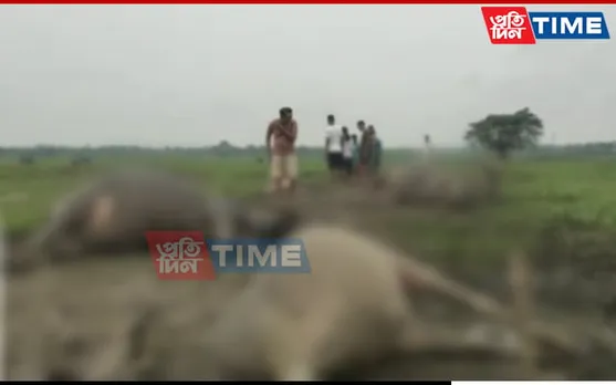 Assam: Four Buffaloes Died from Lightning Strike in Sivasagar