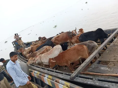 Boat With 27 Cattle Heads Seized In Assam