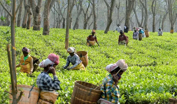 Assam Hikes Daily Wages Of Tea Workers By Rs 27