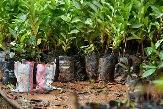 Assam: Villagers of Dhansiri to Plant 1 Lakh Saplings on June 5