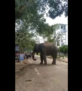 Guwahati: Youth Critically Injured in Elephant Attack 