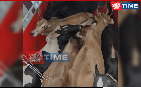 Guwahati: Basistha Police Seize Two Cattle-Laden Trucks, Arrest 4