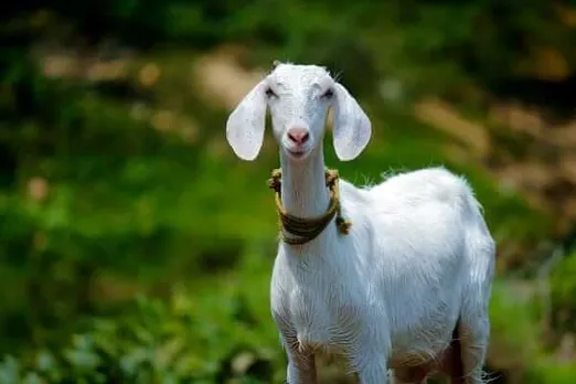 Assam: Teacher's Son Held For Trying To Steal Goat In Dergaon