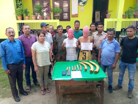 Assam: Two Held With 9 Elephant Tusks In Kamrup