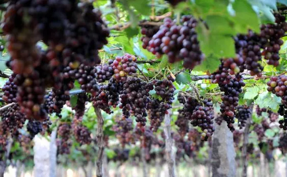 Mizoram Allows Processing of Local Grape Wine