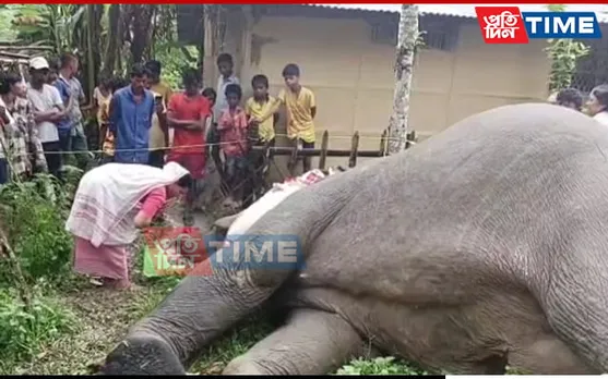 Electrocution Whiff In Tusker's Death In Assam