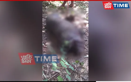 Swine Fever Outbreak Continues in Assam’s Golaghat 