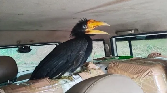 Seven Endangered Hornbill Birds Rescued In Meghalaya, 1 Held