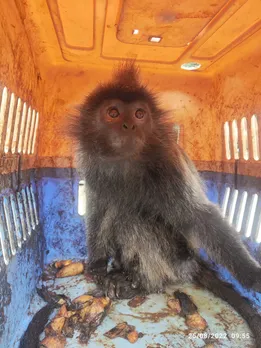 Nine Exotic Wildlife Animals Rescued In Mizoram, 2 Held