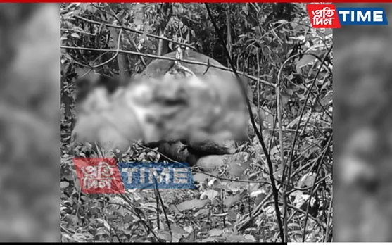 Guwahati: Elephant Carcass Found At Rani, Locals Suspect Poaching