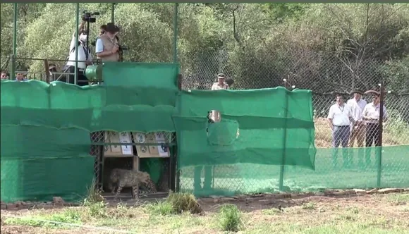 PM Modi Releases 8 Cheetahs Into Kuno National Park In MP 