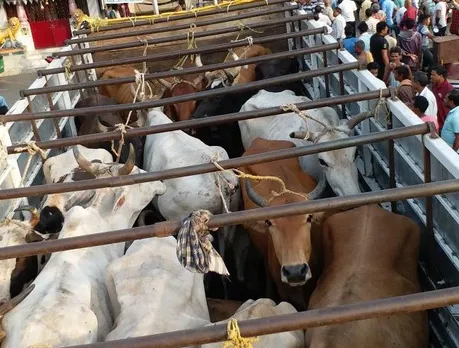 47 Cattle Seized from Overcrowded Truck in Assam’s Golaghat