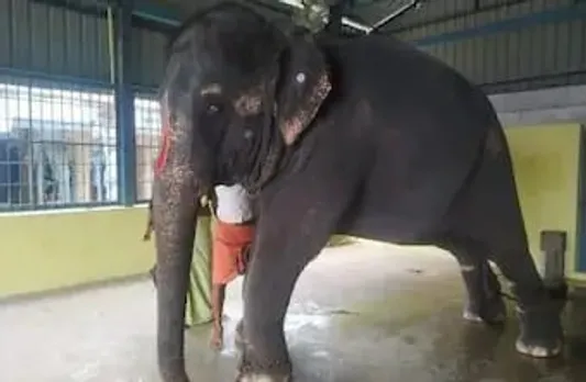 Assam Govt Moves Gauhati HC Over Tortured Elephant ‘Joymala’