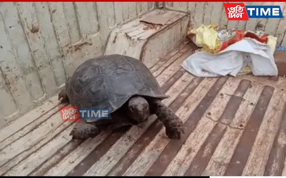 Guwahati: Turtle Rescued, Cages Seized In Joint Raids In Borjhar