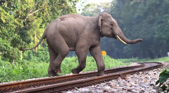 Jumbo Killed By Speeding Train In Assam's Lanka