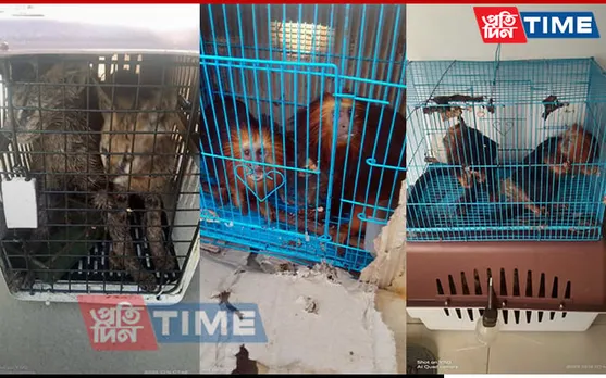 BREAKING: 140 Exotic Wildlife Species Rescued In Mizoram's Champhai