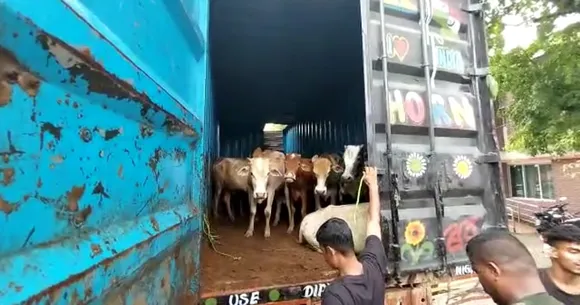 Assam: Container Truck with 41 Cattle Heads Seized in Bokakhat