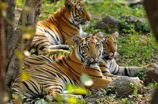Global Wildlife Population Drops by 69% Since 1970: WWF Report