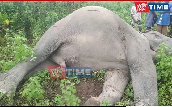 Assam: Jumbo Dies Of Electrocution In Gossaigaon