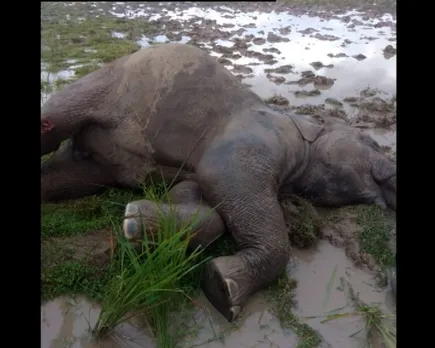 Assam: Carcass Of Wild Tusker Found At Rangjuli Field