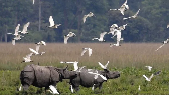 Assam: Migratory Birds Start Arriving at Kaziranga National Park