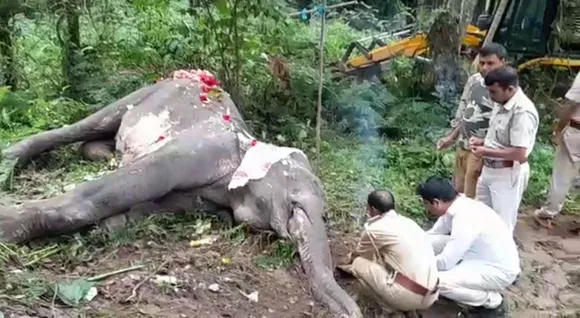 Assam: Rescued Elephant Succumbs to Injuries
